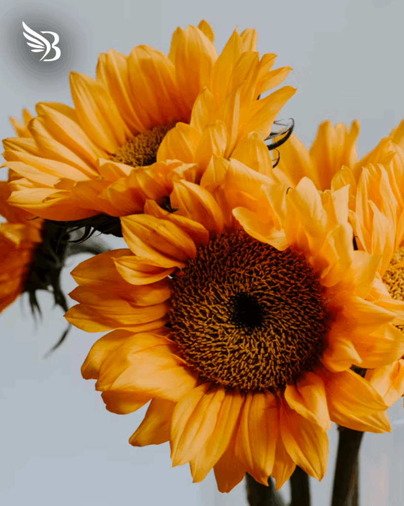 Benefici-Olio-di-Girasole