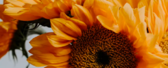 Benefici dell’Olio di Girasole: il segreto di una pelle nutrita e luminosa 4 Benefici-Olio-di-Girasole